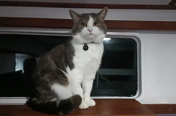 Desperate: Missing boat cat at Hope Island Marina