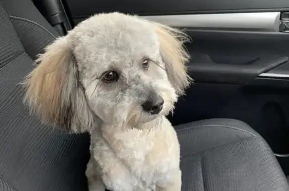 Lost Cream-Colored Moodle Dog: Escaped After Car Accident