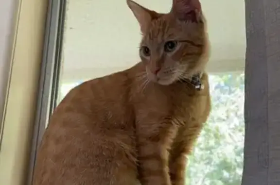 Ginger Cat Missing: Help Find Microchipped Feline!