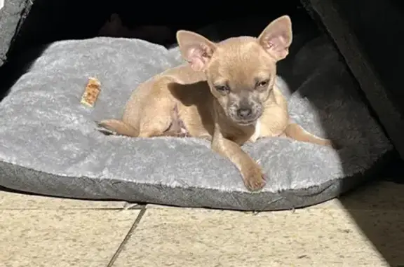Lost Chihuahua Puppy: Heartbreak on Paine Street