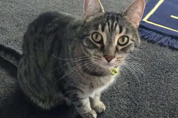 Lost: Grey Tabby Cat, Yellow Collar, Enterprize Dr.