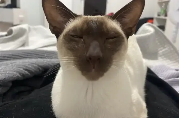 Lost Siamese Cat: 4kg Male, Low Voice - Bayside Council NSW