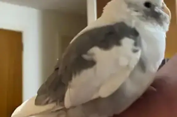 Found Healthy Grey Cockatiel in Macaulay St, Williamstown Nth