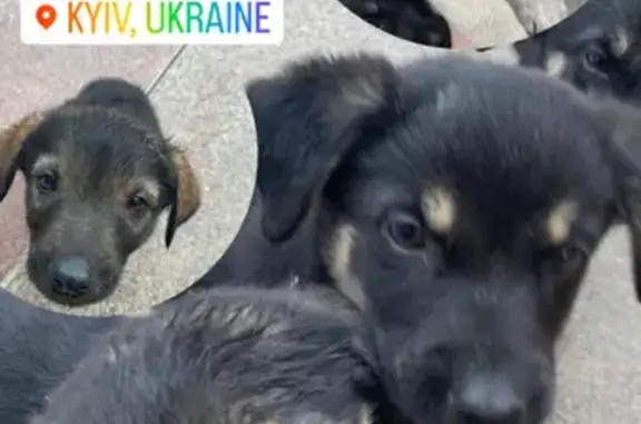 Знайдено собаку Малеча шукає друга назавжди🐶 - Хлопчики дівчинки 1,5 міс