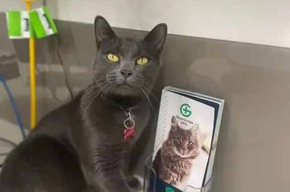 Lost Cat Teddy: Missing since July 3rd in Chatswood West