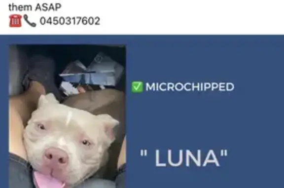 Lost Dog Luna: Stolen from Logan Reserve