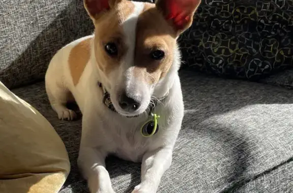 Lost: White & Tan Jack Russell Cookie, Rosella St, Glen Eira