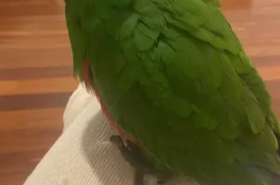 Lost Male Eclectus Bird: Flying & Talking, Dorset Rd, Willoughby