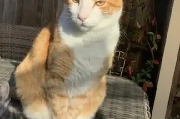 Ginger & White Male Cat Missing | Friendly & Special