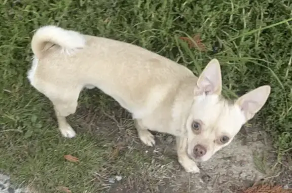 Lost Sandy-Colored Dog: Turbo Lush in Tuggeranong