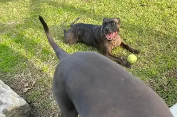 Desperate Search: Help Find Lost Brindle Staffy