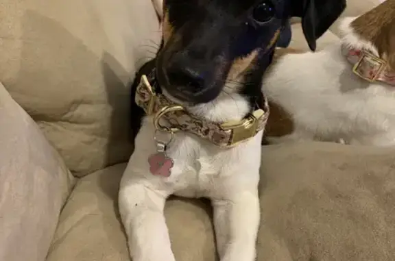 Lost Jack Russell: 5yo Puppy-Like Dog - Bridge St, Wyndham