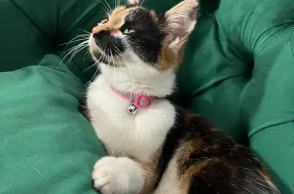 Lost & Friendly: Bobo the Playful Cat on Cornwall Road