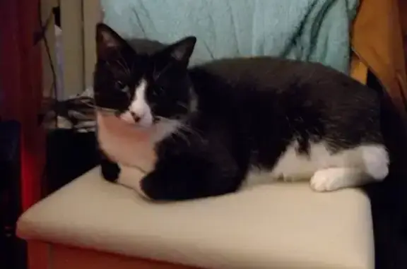 Missing cat , photo: Lost Timid Black & White Cat | Bowden St, Glenorchy