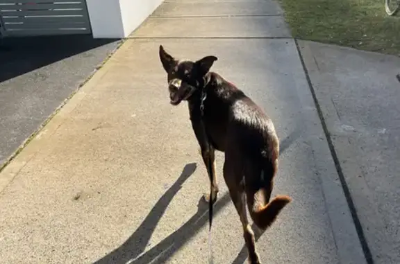 Lost Red Kelpie - Help Find Our Beloved Dog!