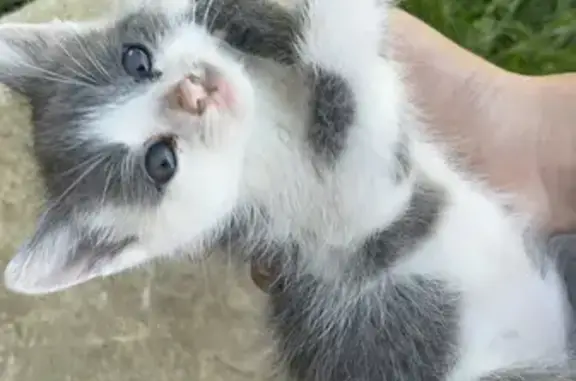 Маленька крихітка шукає домівку: добра, ніжна та грайлива кішка 💕