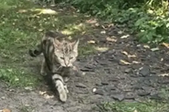 Lost Tabby Bengal Mix: Unique Sand/Brown Dappled Cat