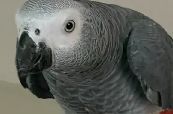 Lost African Grey Parrot: Dunlin Brae, 8