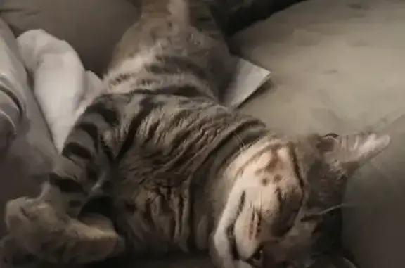 Lost: Male Brown Tabby Cat, George St, Central Coast