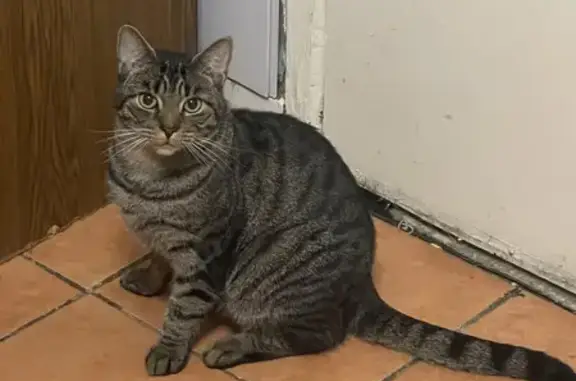 Lost Lily: 2-Year-Old Cat Missing on Moss Bank Way, Bolton