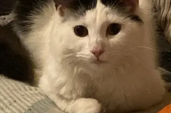 Lost Cat: Black & White, Pink Nose, Black Mark | Market St, 36