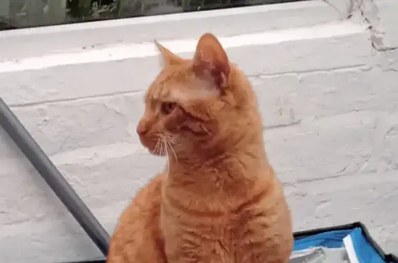 Lost Ginger Cat Fritz: Help Find Him!