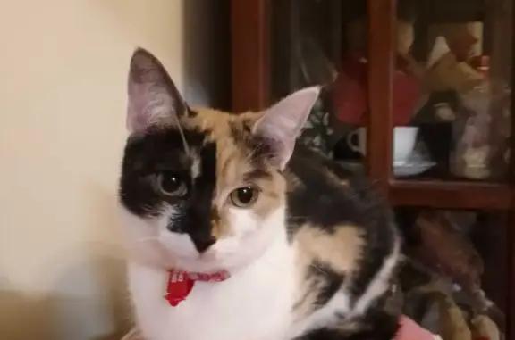Lost Calico Kitten Minnie - Help Find Her!