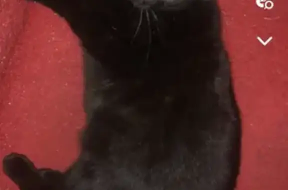 Lost Female Black Cat - No Microchip - Lincoln Road