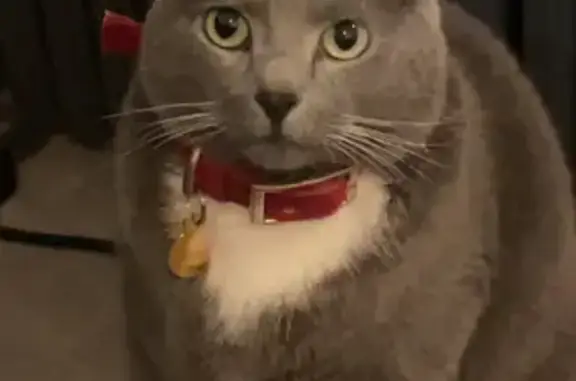 Lost Grey Female Cat: Cinnamon with Mickey Mouse Collar