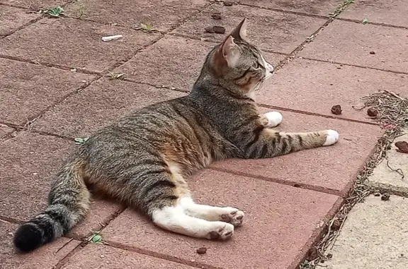 Lost Male Cat | Fiery Feline on Burton Avenue