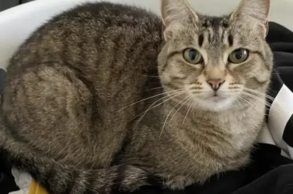 Lost: Female Tabby Cat Buddy, 9yrs, 8th Ave, Sutherland