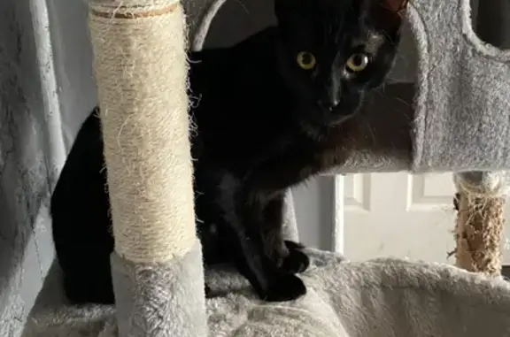 Lost: Black Oriental/Siamese Cross Cat, 8 Months Old