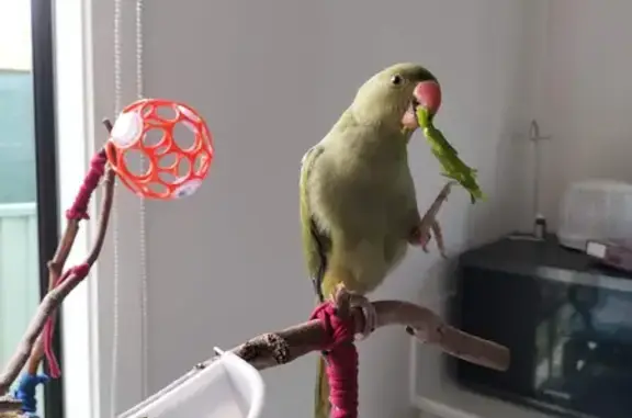 Lost Bird Ollie: Olive Green Indian Ringneck