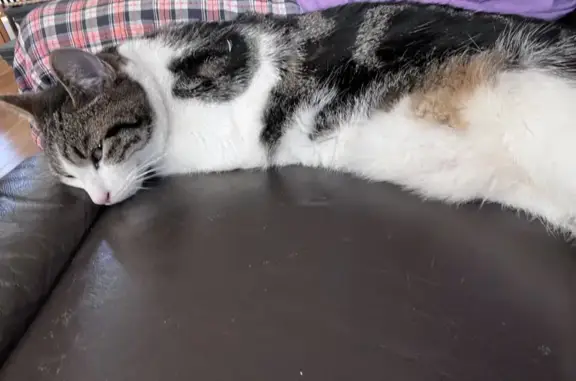 Lost British Shorthair: Missing Neutered Male on Withington Road