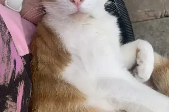 Missing Cat Apollo: Help Find Our Shy Ginger Boy!