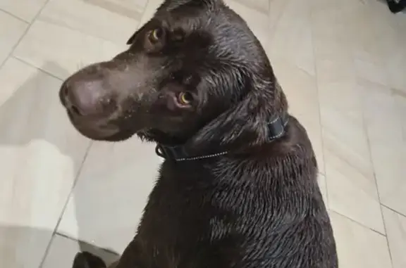 Lost Chocolate Lab: Missing Male, 9mos, Black Collar
