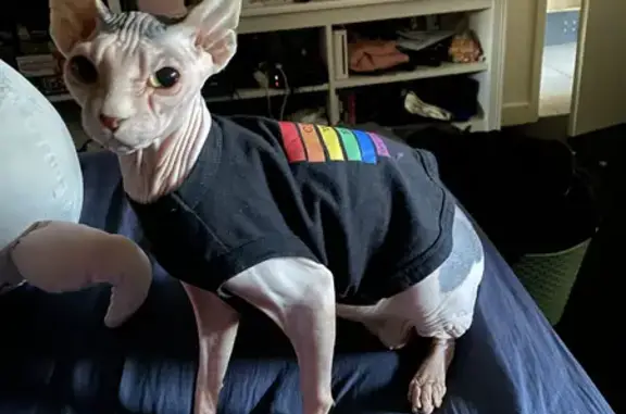 Lost Sphynx Cat: Timid, White & Grey, Indoor Only