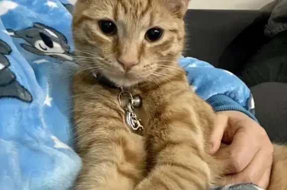 Lost Ginger Kitten: Help Find My Missing Cat!