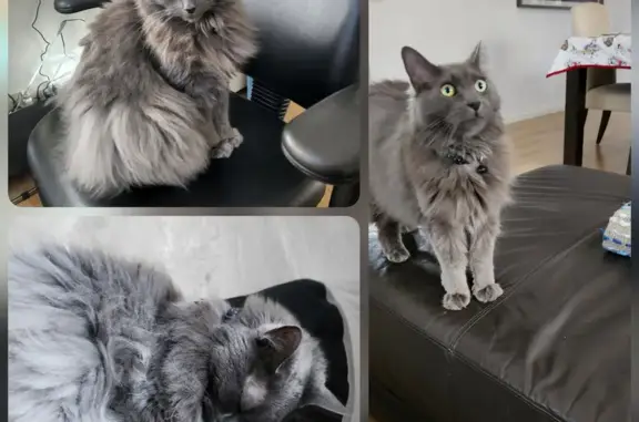 Lost Grey Domestic Cat in Meelup Rise