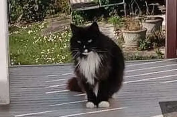 Lost Cat: Chipped, Neutered, Nervous - Help Find Esther Court, 12