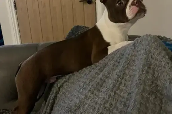 Lost Boston Terrier: Brown & White, Green Eyes