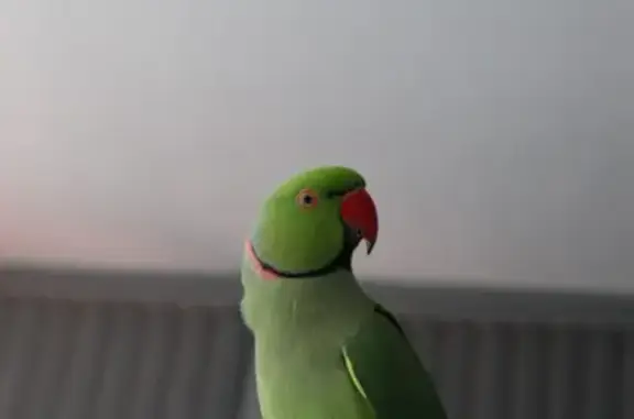 Lost Male Green Indian Ring Neck - Gold Coast, QLD