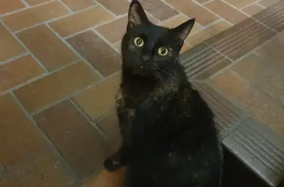 Mysterious Black & Ginger Cat in Canterbury-Bankstown
