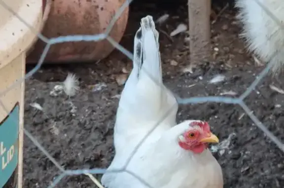 Lost Japanese Bantam Chicken - Small, White & Unique | Margaret St, West Torrens