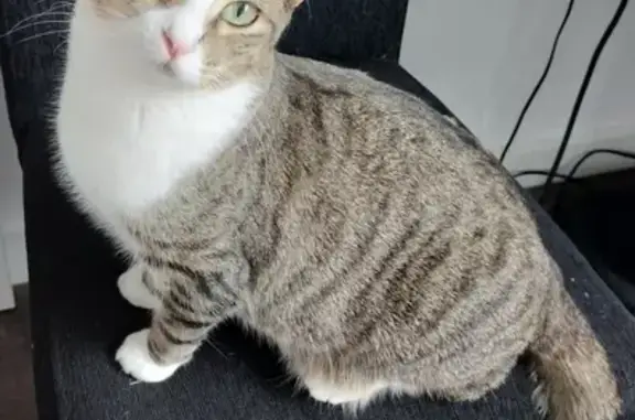 Lost: Brown & White Tabby Cat - Light Square, Adelaide