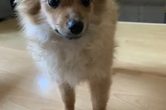 Lost: Female Brown Pomeranian Puppy, 5 Months Old