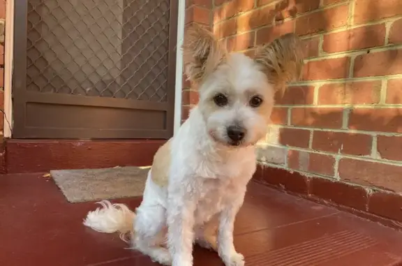 Lost: 14yo Female Maltese Shitzu Mimi - White with Brown Patches