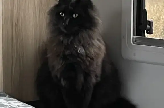 Lost: Big Black Fluffy Desexed Male Cat - Bear
