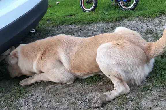 Знайдено собаку Алабай, рижого кольору, хлопчик - Підгірна вулиця, Худльово