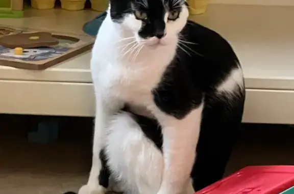 Lost: Black & White Male Cat, Fell from 3rd Floor